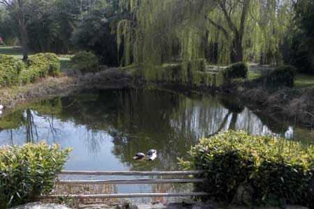 schildpadden