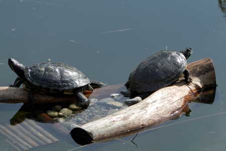 schildpadden
